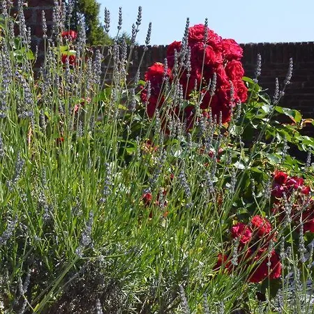 Zeelicht Feriehus Noordwijkerhout