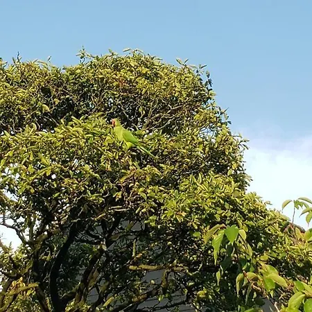 Zeelicht Feriehus Noordwijkerhout