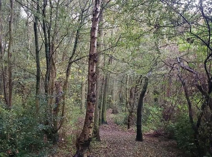 Tatil Evi Zeelicht Noordwijkerhout