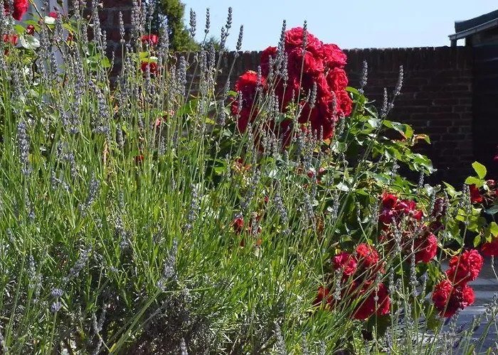 Zeelicht Dom wakacyjny Noordwijkerhout